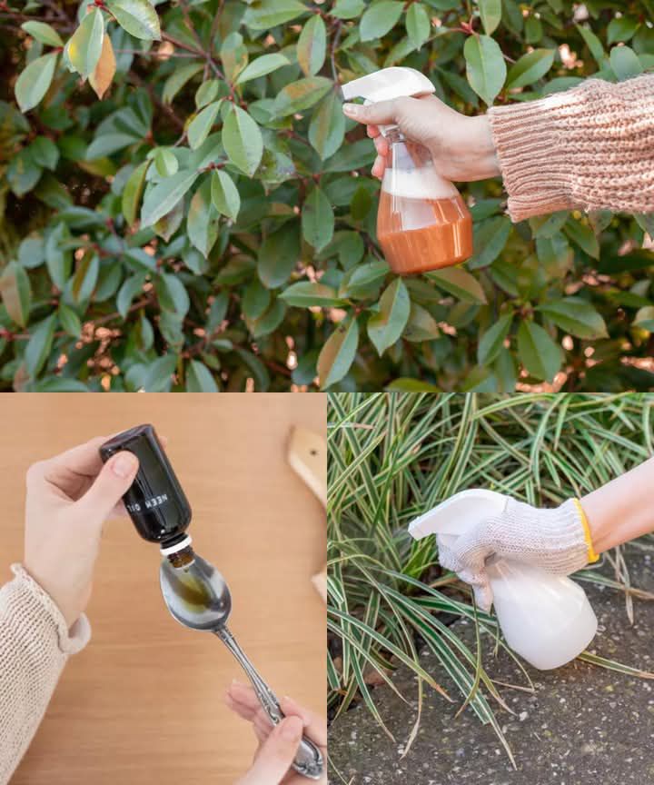 Gardening - 8 Natural & Homemade Insecticides: Save Your Garden Without ...