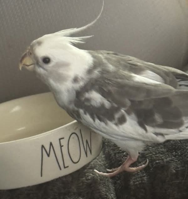 Lost whiteface cockatiel named Sol in Carpinteria, CA
