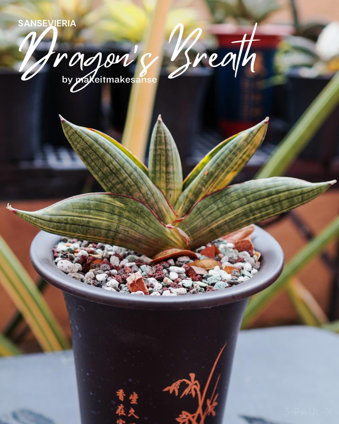 Sansevieria Dragon's Breath variegated - claw type