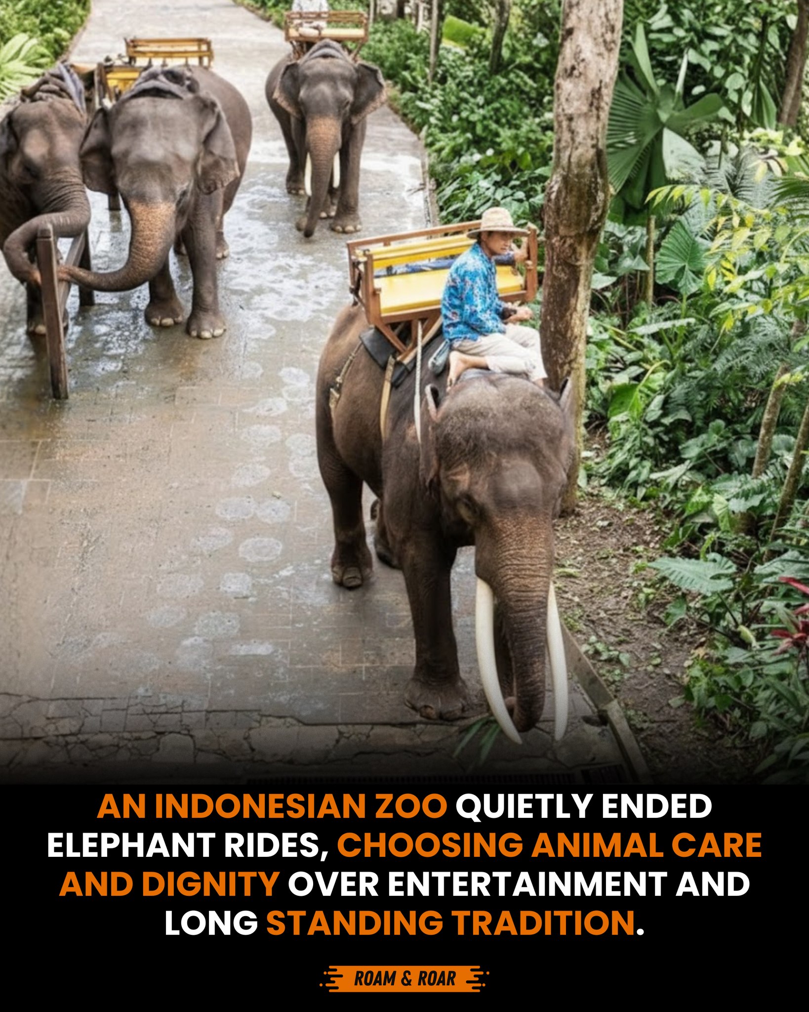 Roam - An Indonesian zoo has officially ended elephant rides, marking a ...