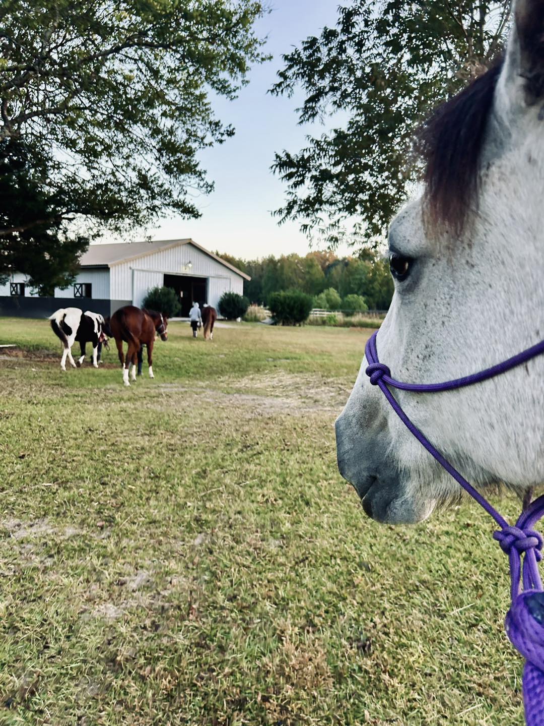 Fair Springs Stables | Summerville SC