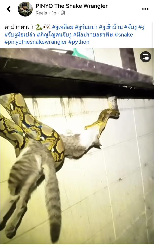 งู... - งู เชียงใหม่ ในความทรงจำ Chiang Mai Snake Stories