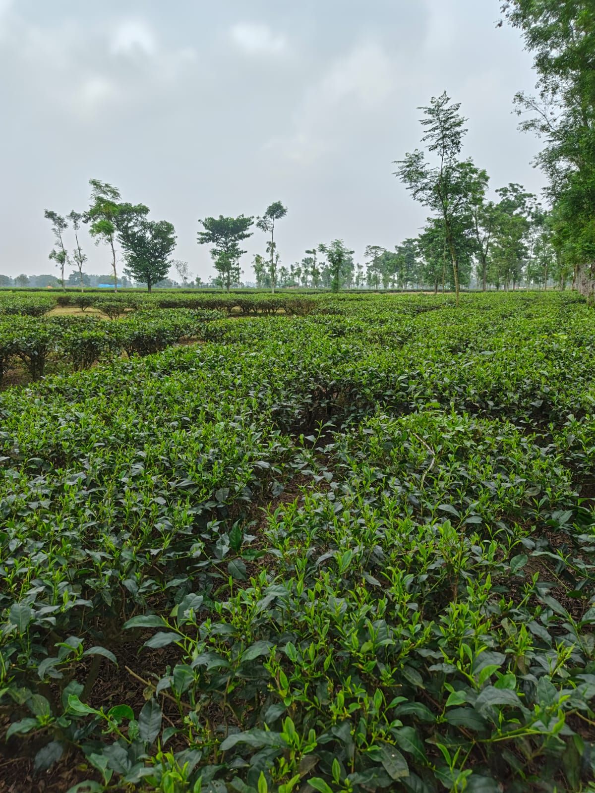 RS Shahara | Rangpur