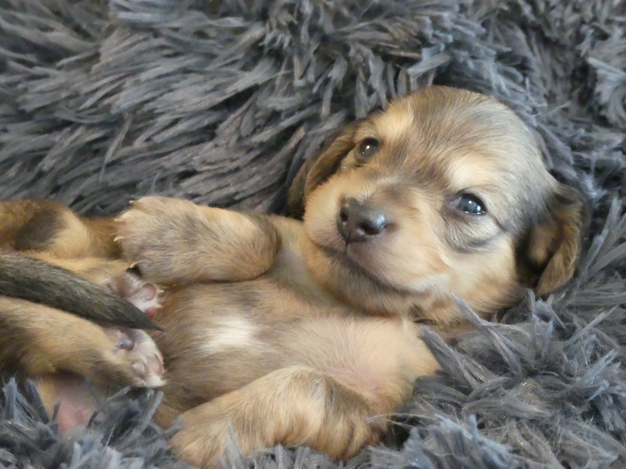Oakley's Dachshund Ranch | Plant City FL