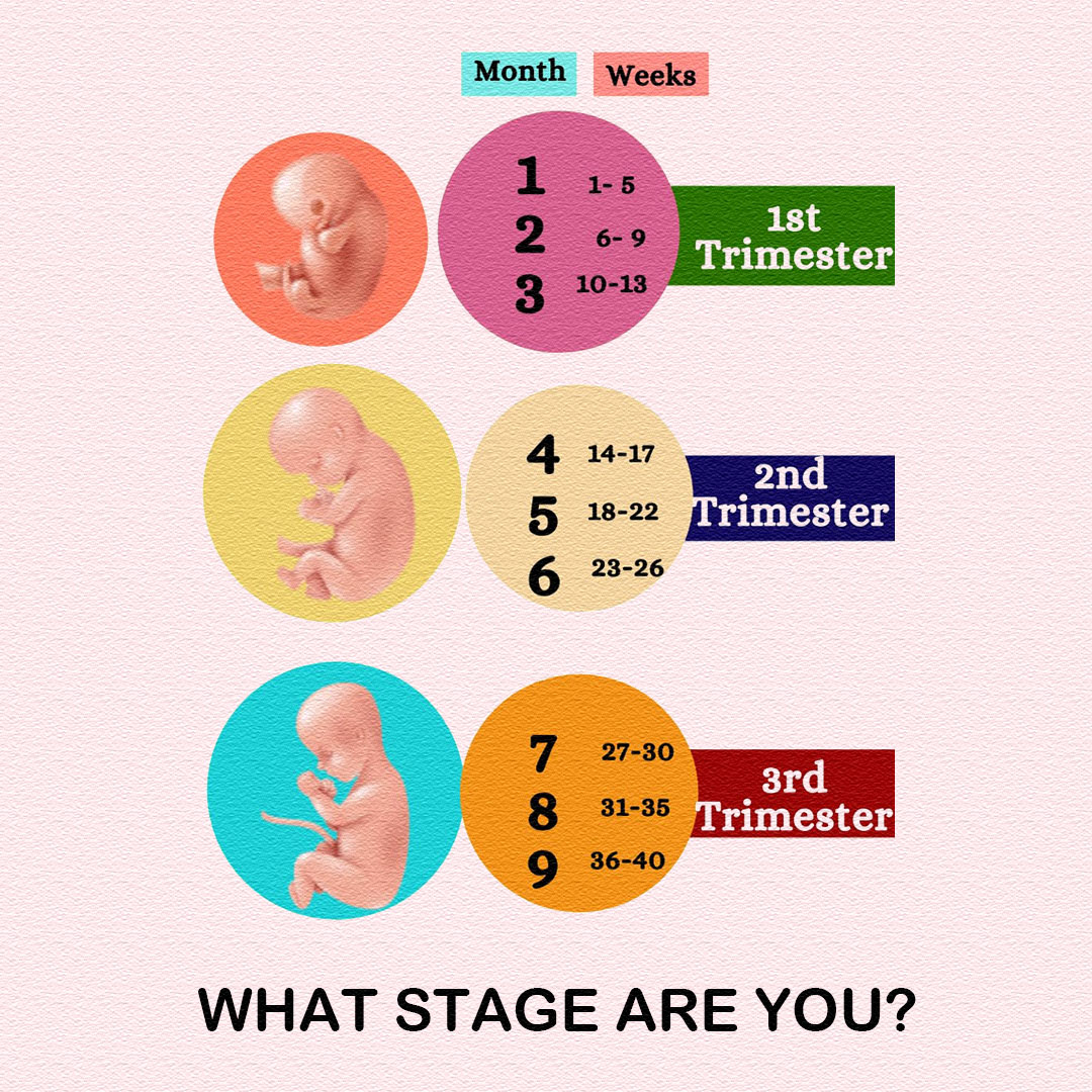 🔹 1st Trimester 📅 Week 1–12 Baby... - Pregnancy & Parenting | Facebook