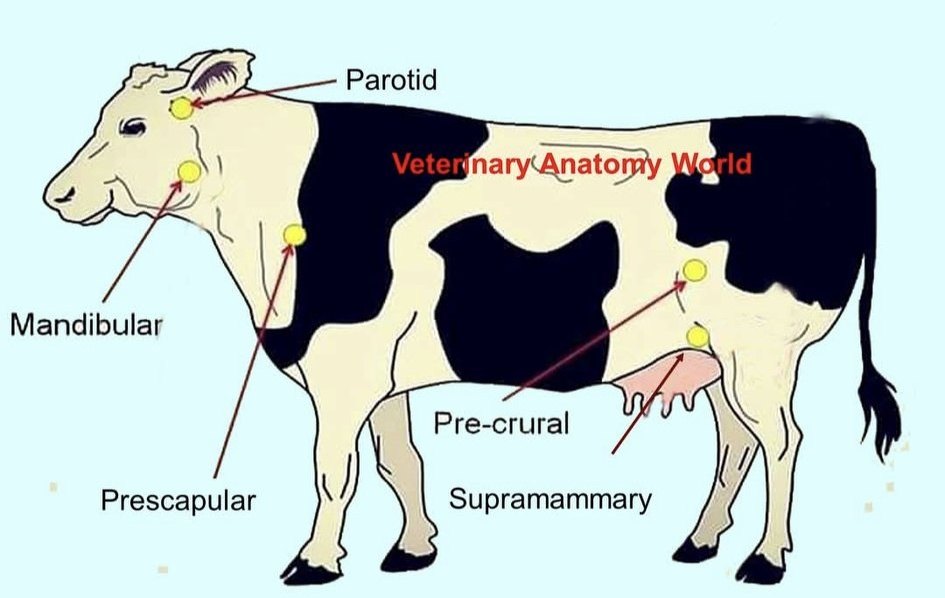 Calf - Vaccine Lumps and bumps I really like it when people suggest ...