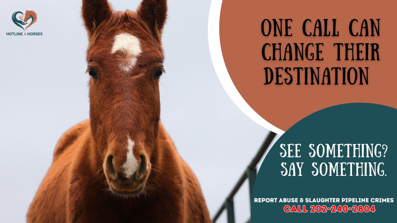 One call. That’s all it takes to change... - Hotline 4 Horses | Facebook