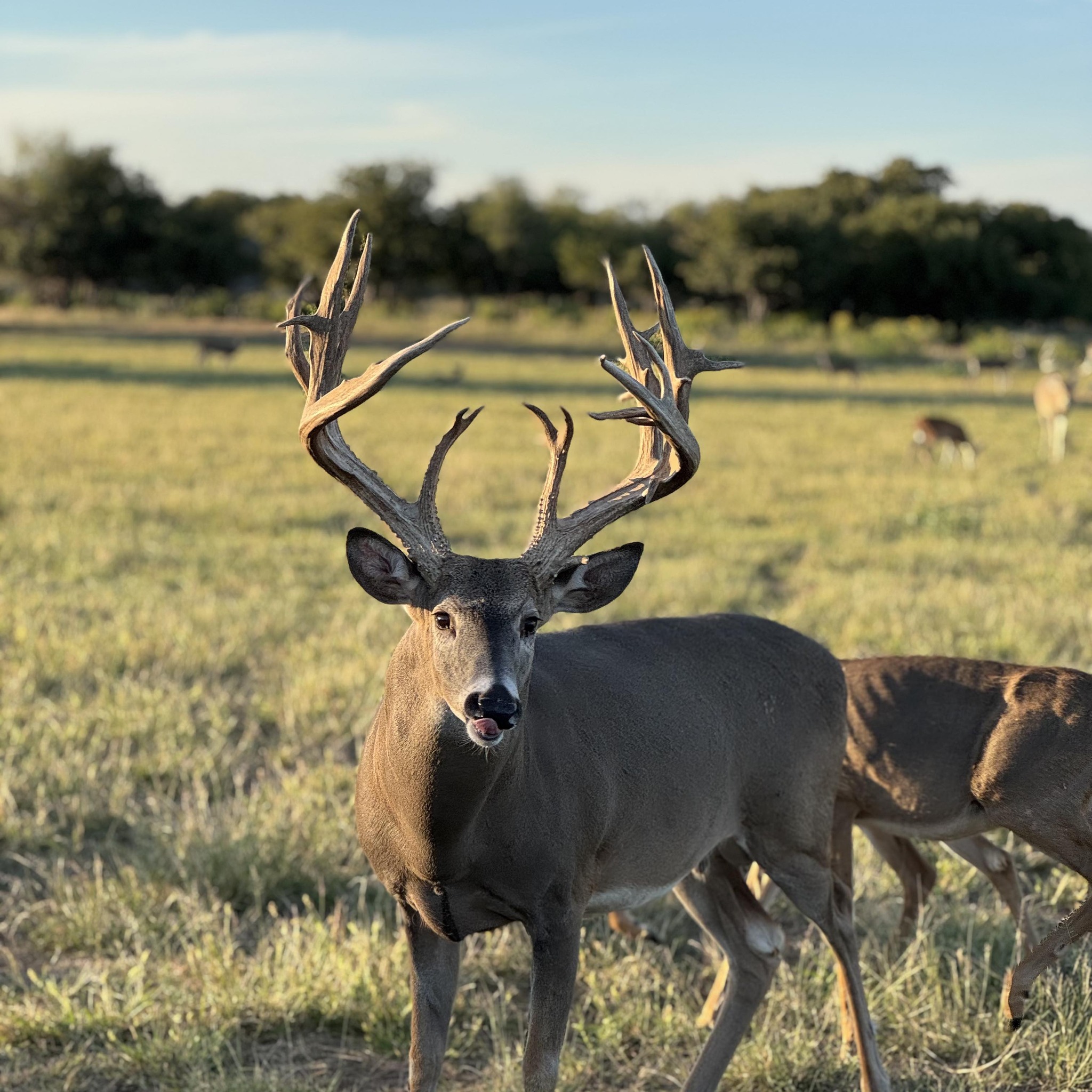 No caption needed! #whitetail #hunt #deer #texas #nature | One Shot ...