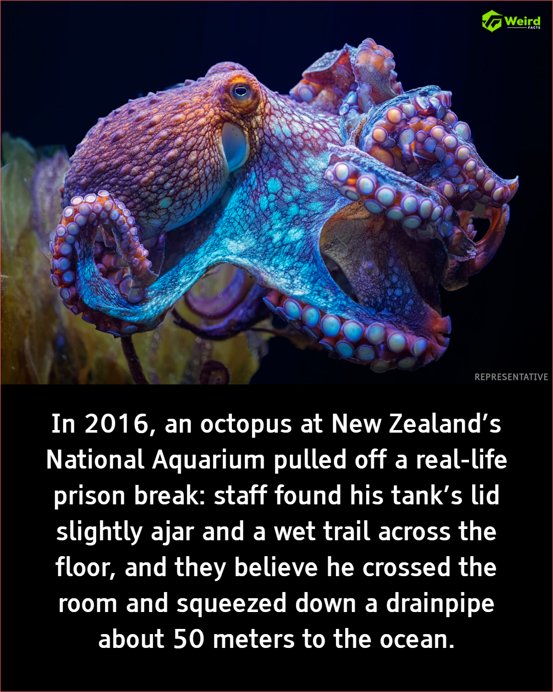 Asstrozen - In 2016, Inky, a common octopus at the National Aquarium of ...