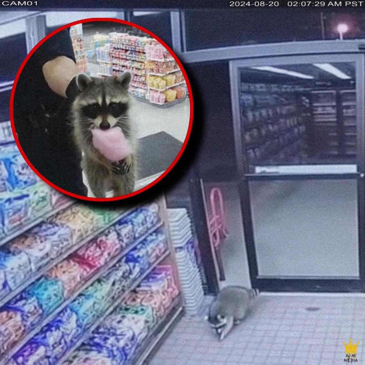 Lovingcreaturez - A convenience store actually snitched on a raccoon ...
