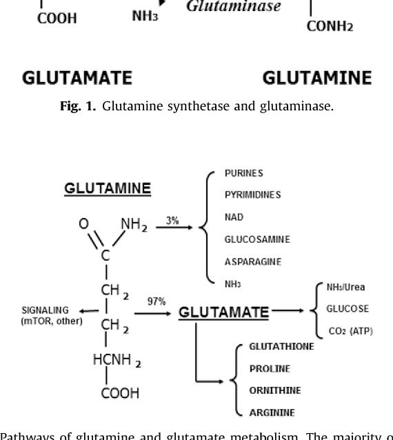 is glutathione and l-glutamine the same What are pros cons of taking L-Glutamine? whats b12 injections What