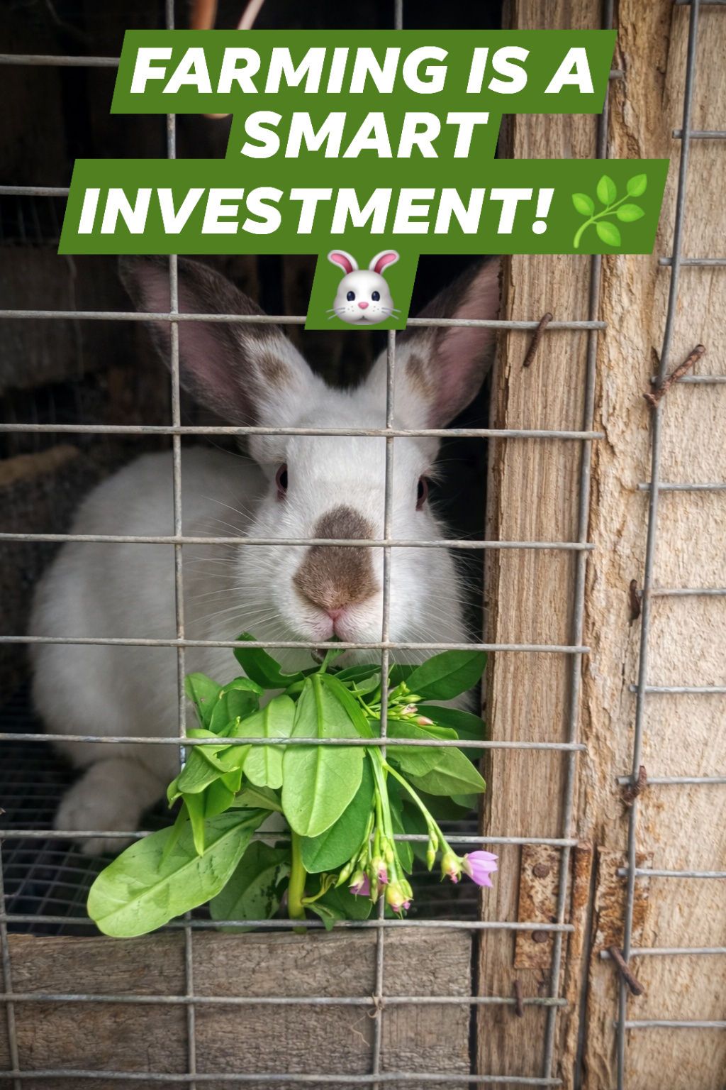 Farm Ridges Ltd - 🐰🌿 WHY RABBIT FARMING IS A SMART... | Facebook
