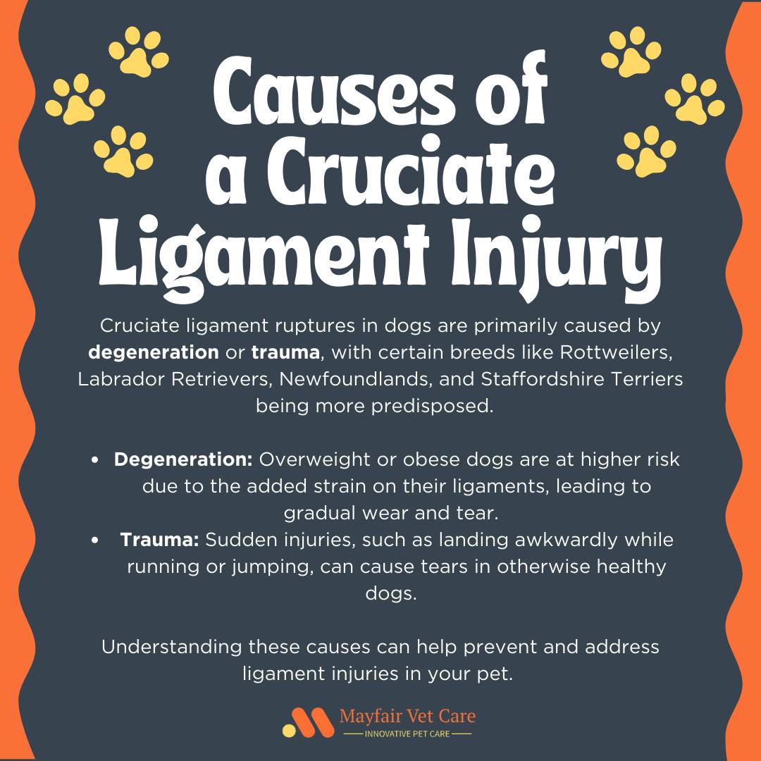 Mayfair - Understanding Cruciate Ligament Injuries Did you know that ...