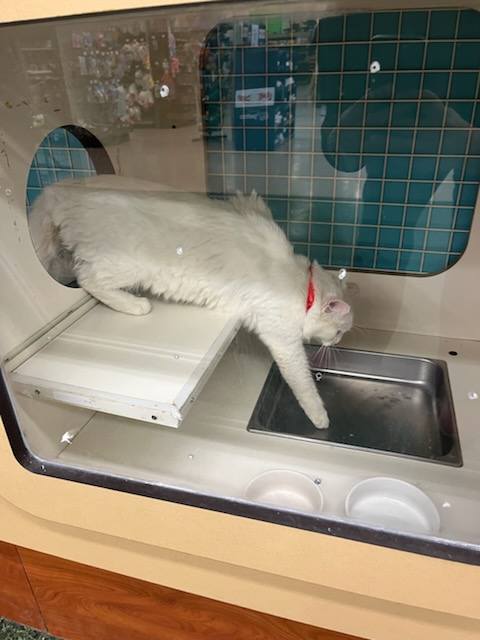 🐱💙 Go visit our Petco in Mission! 💙🐱 We have 2 sweet cats