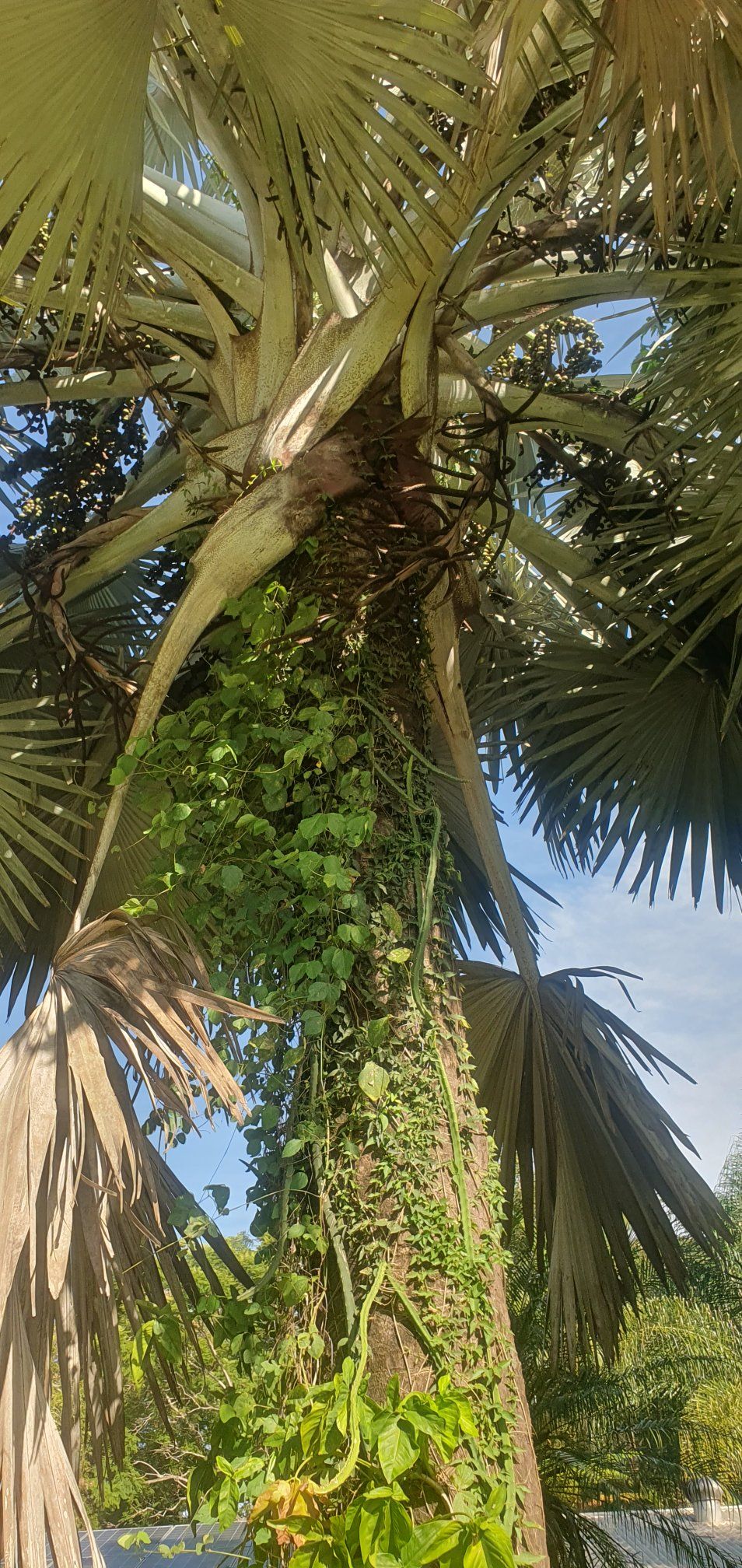 Not sure what Palm Tree is this, the fruits are interesting