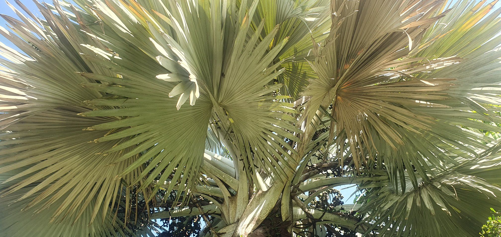 Not sure what Palm Tree is this, the fruits are interesting