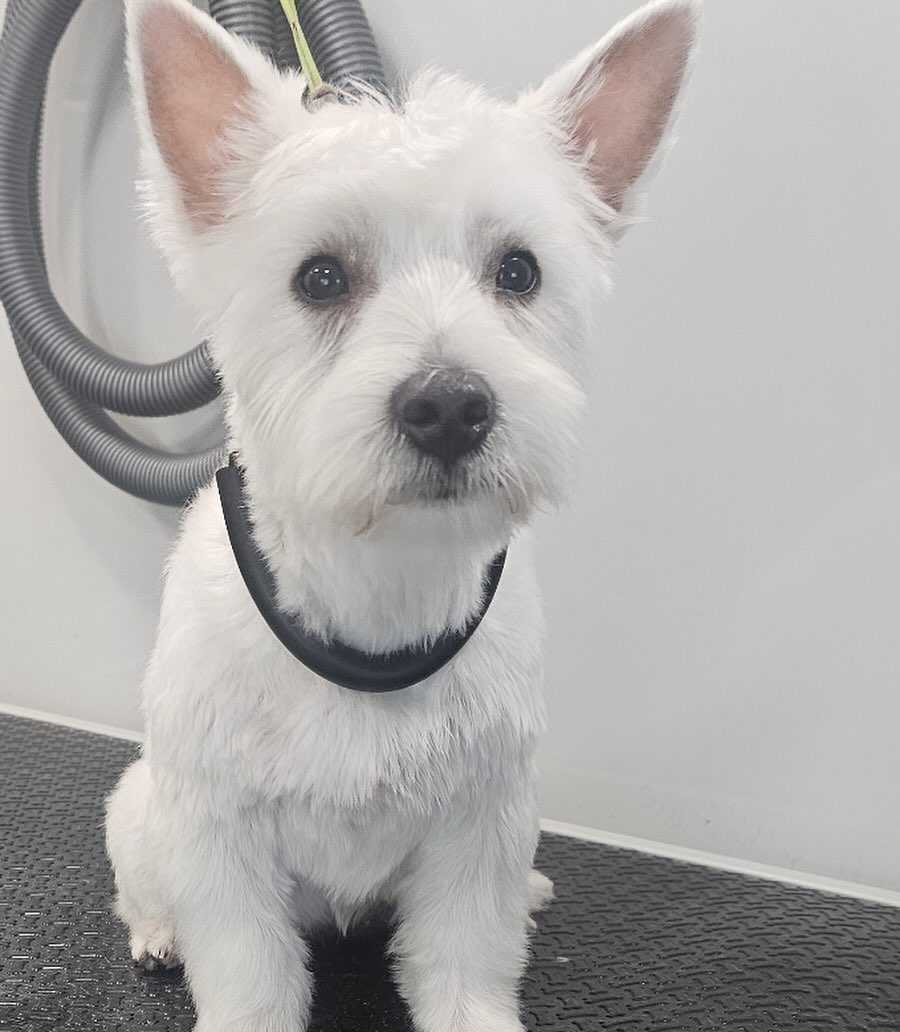 Fresh Look at Spotless Groomers