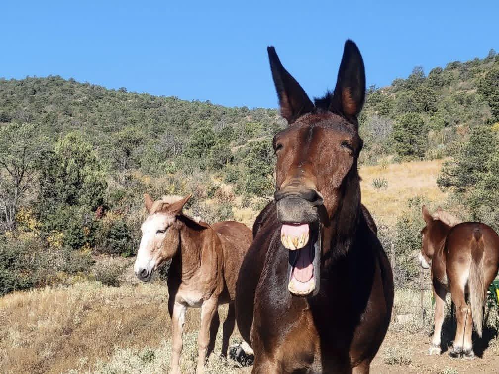 Live Free Ranch | Williams AZ