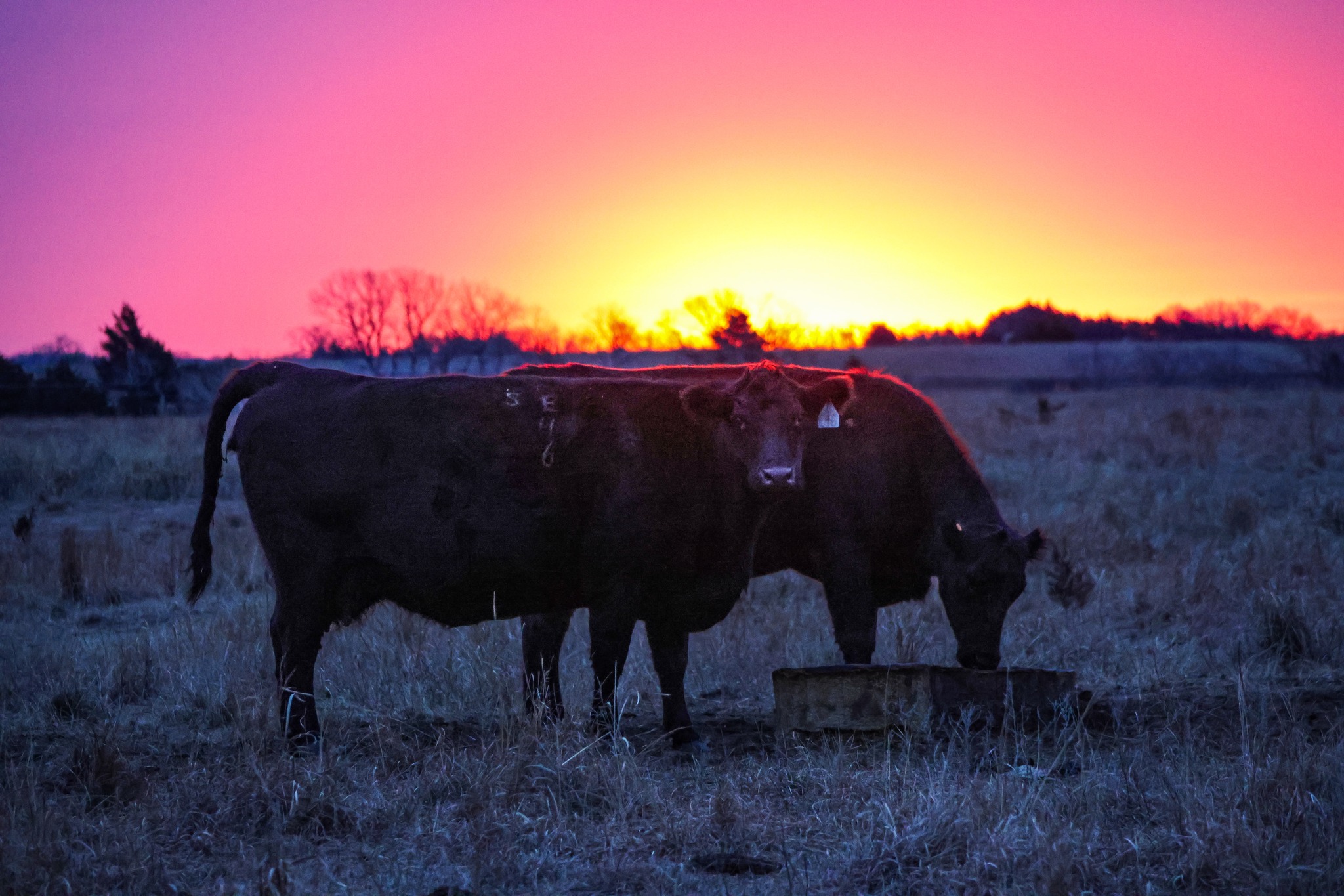 Perkins Angus Ranch | Lorraine KS