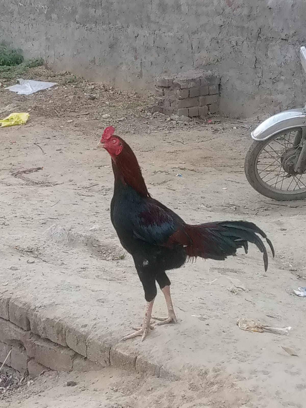 Rizwan Rajput