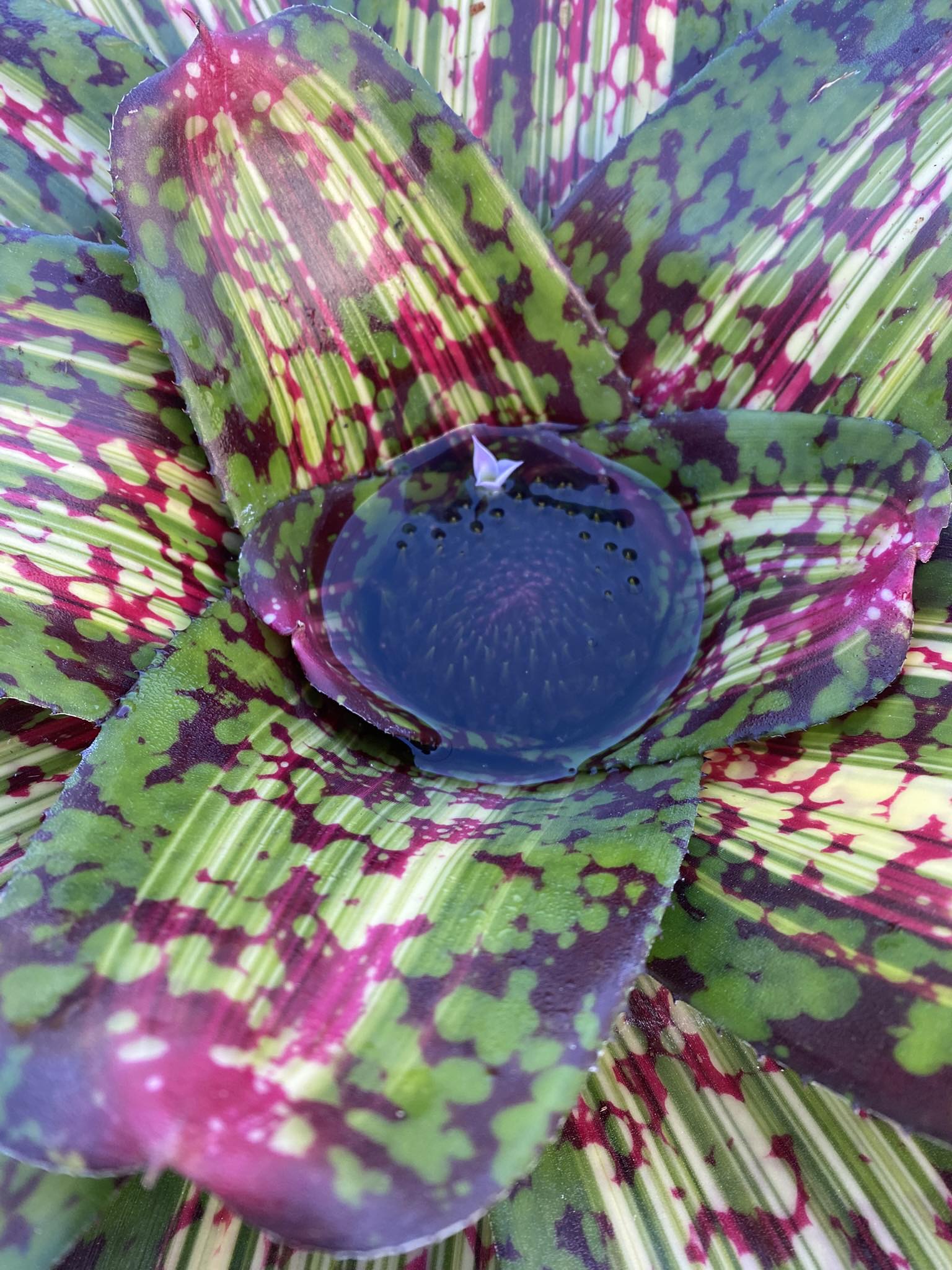 Neoregelia 'Bahiana' variegated hybrid bromeliad