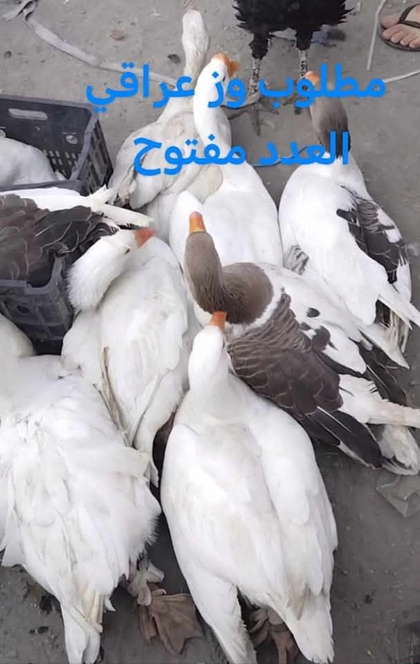 مطلوب بش عراقي أو وز الي عنده ليقصر مع... - دواجن رأوه الخير
