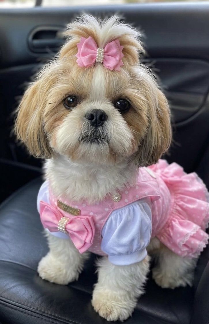 This pretty puppers got her hat and dress on ❤️