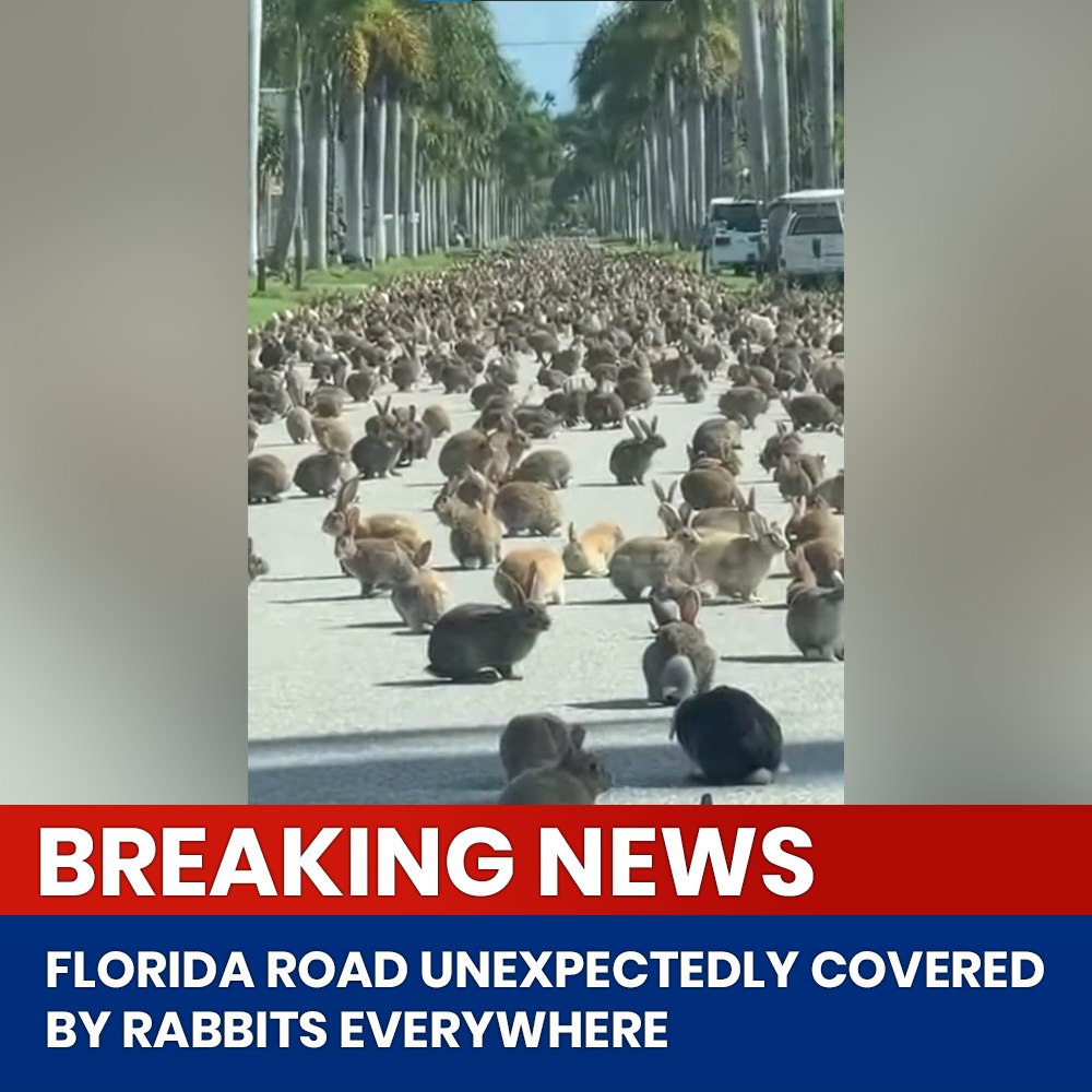 Florida - Florida Road Completely Covered by Rabbits Out of Nowhere 🐇 A ...