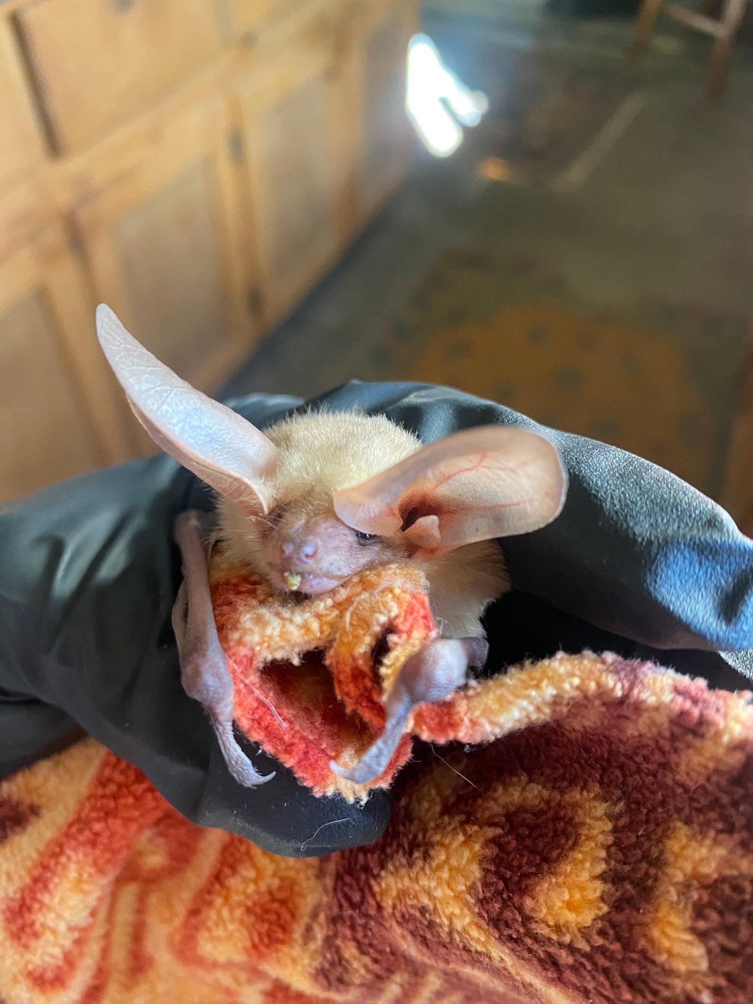 Been so busy with bats.... - Northern Arizona Bat Rescue | Facebook