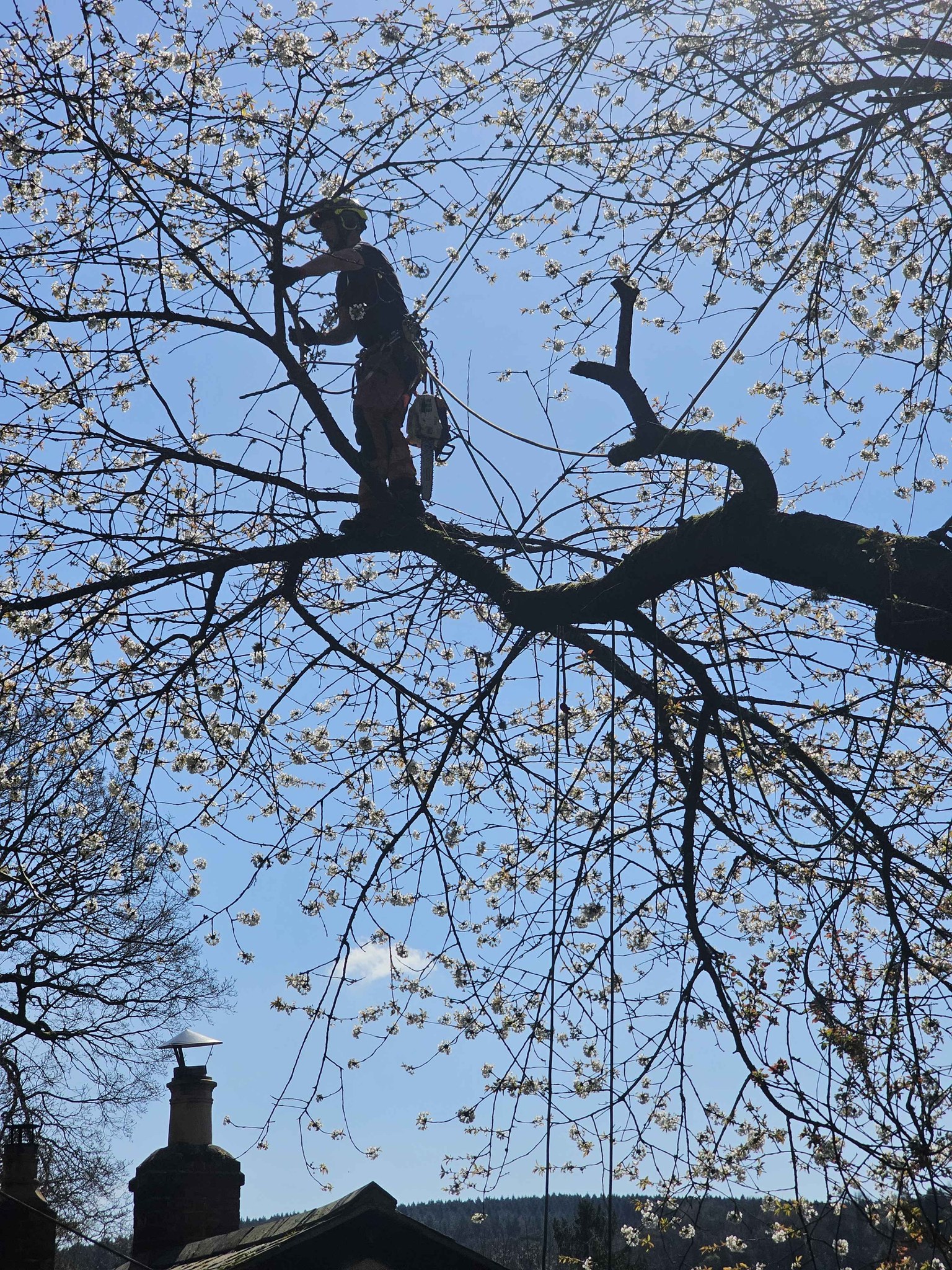 🌿 Now Taking Bookings for Gardening &... - BFG Tree Surgery | Facebook