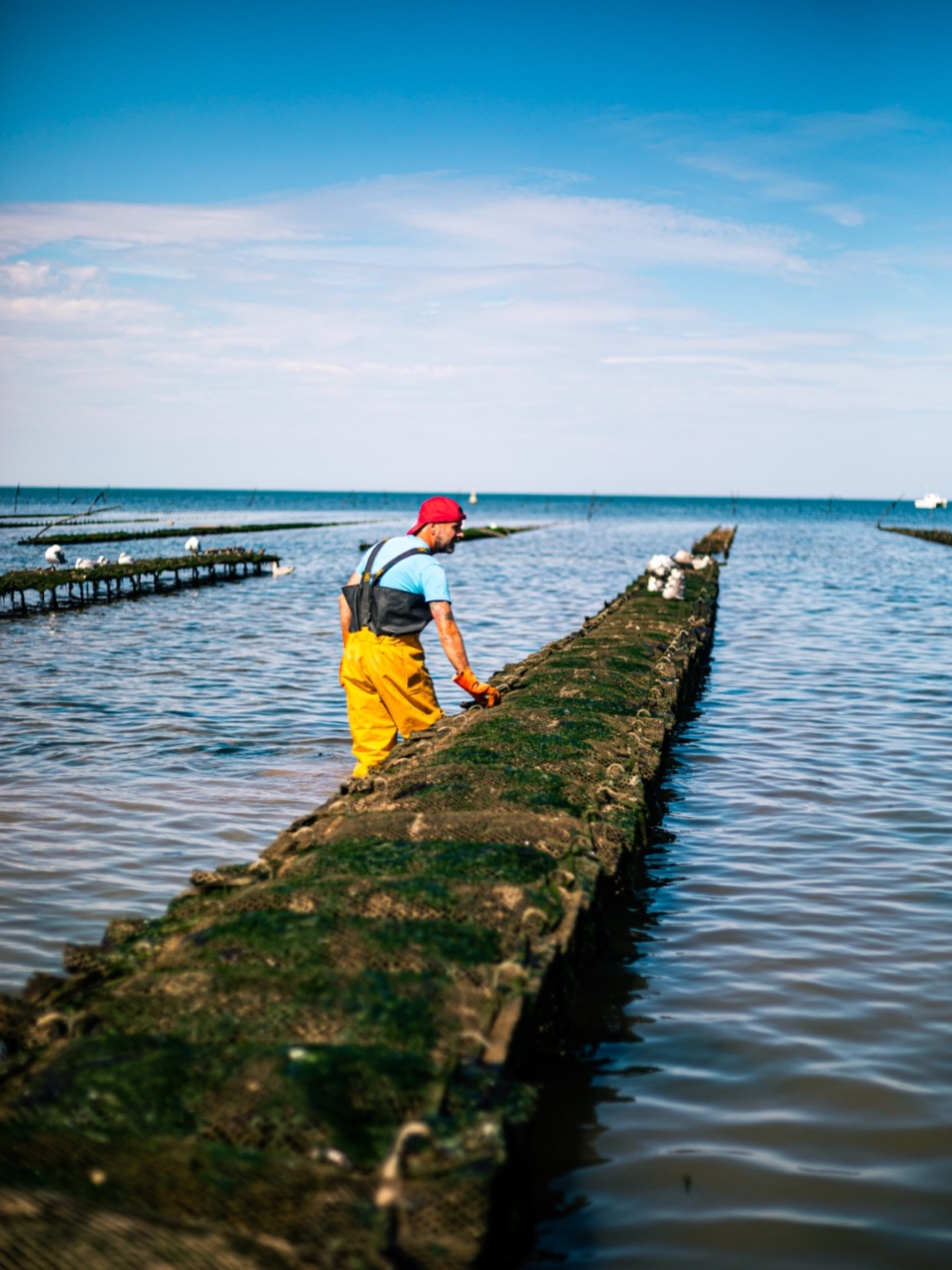 Whitstable Oyster Fishery Company | Whitstable