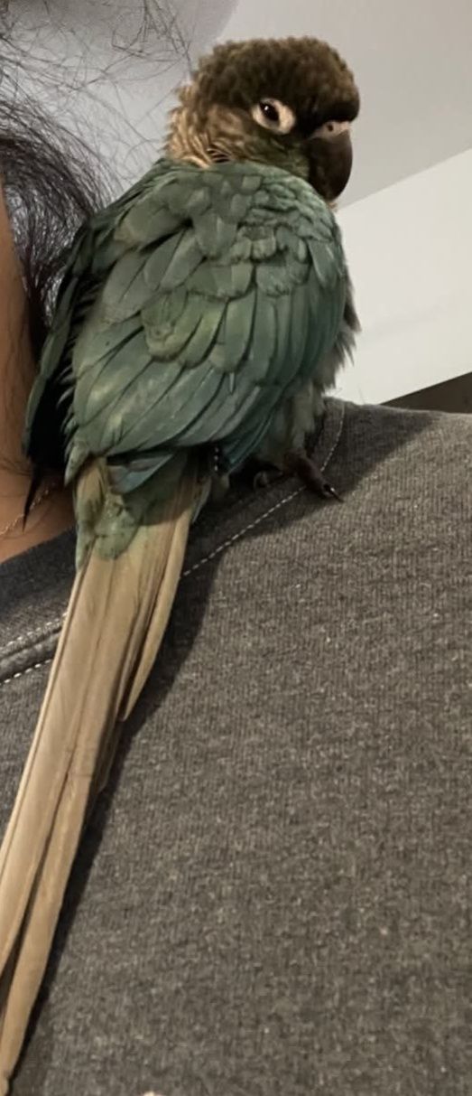 Lost blue-gray parrot with red beak in Deerfield Beach