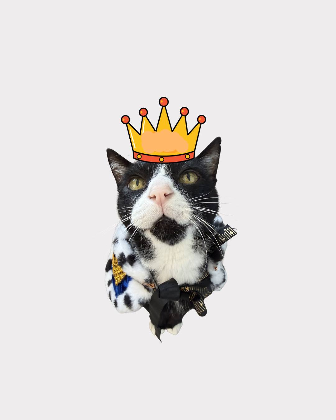 Ready my banquet my stomach is rumbling. #cat #catlovers #catlife # ...