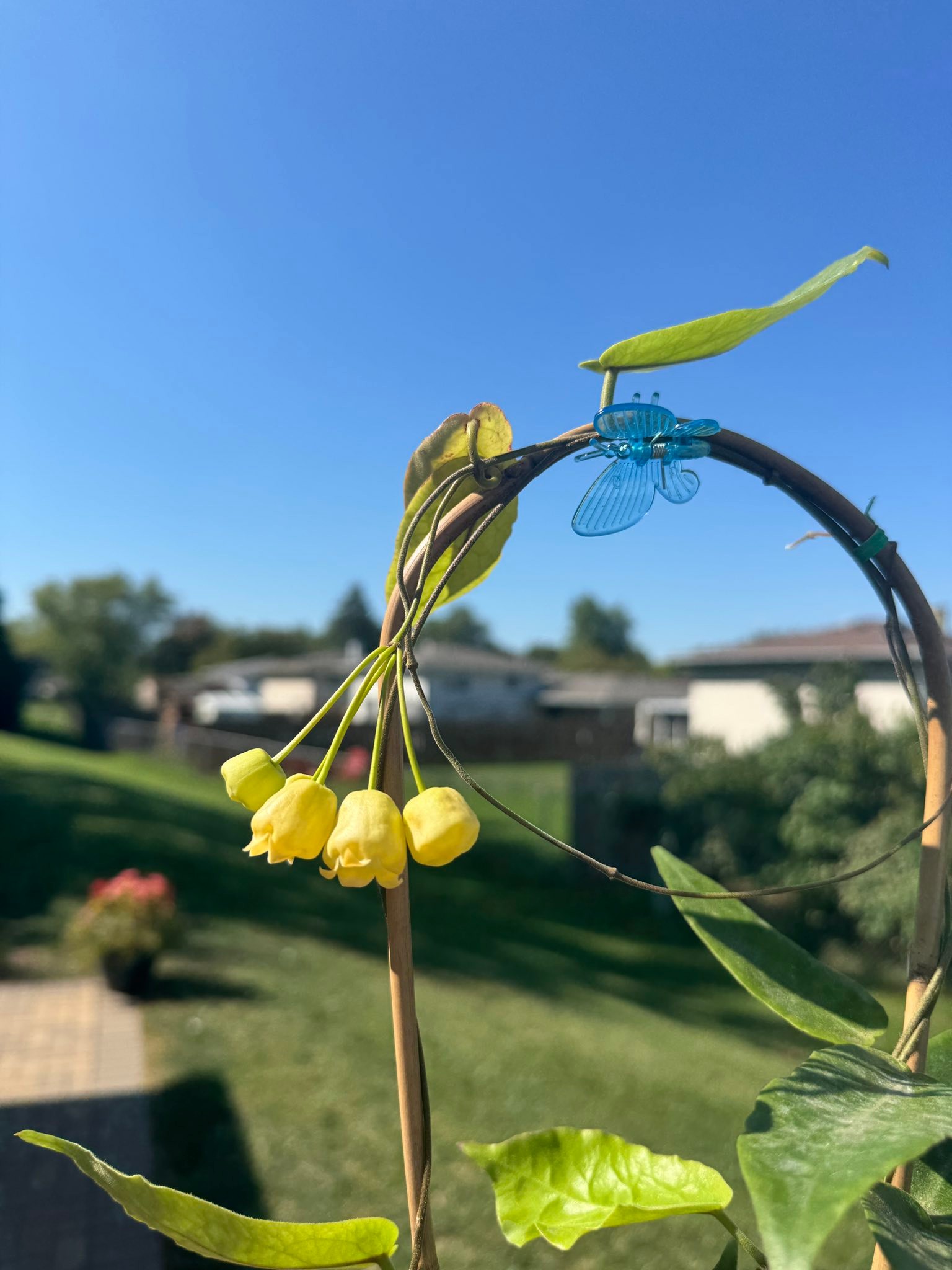 Hoya inflata
