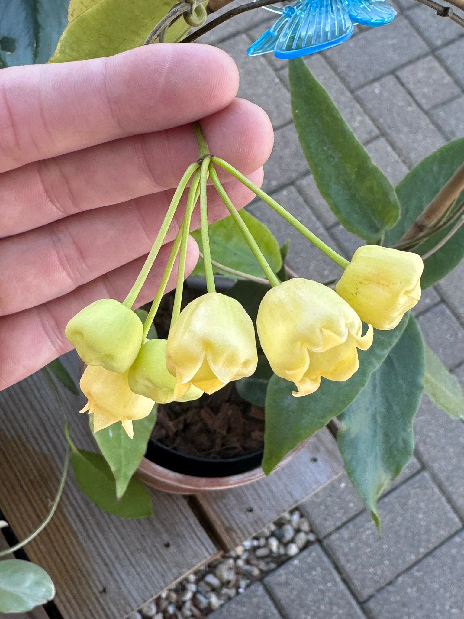 Hoya inflata