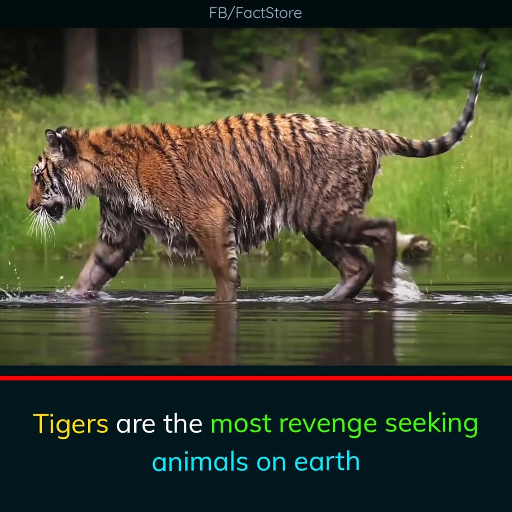 Science Facts | tigers have a remarkable memory and are known to ...
