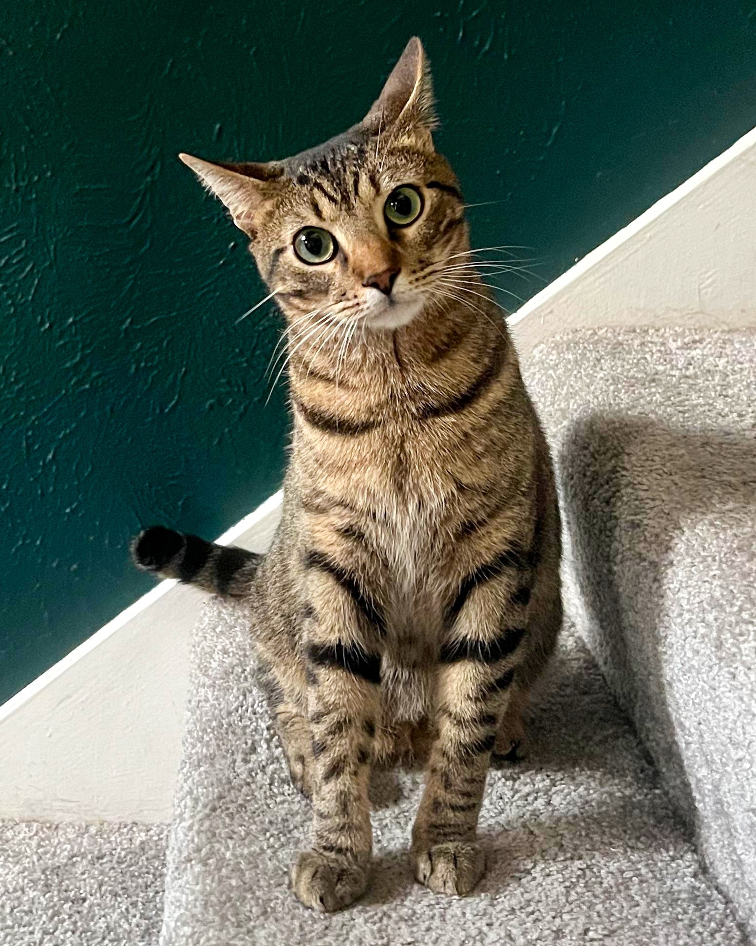Dog lover adopts cat Bazzi and discovers cats are special