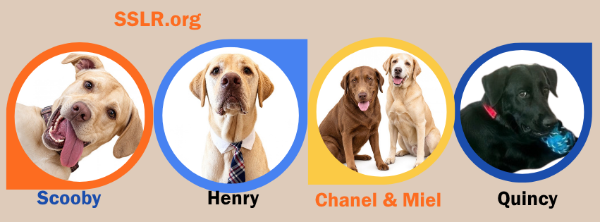 Sunshine State Labrador Rescue | Spring Hill FL