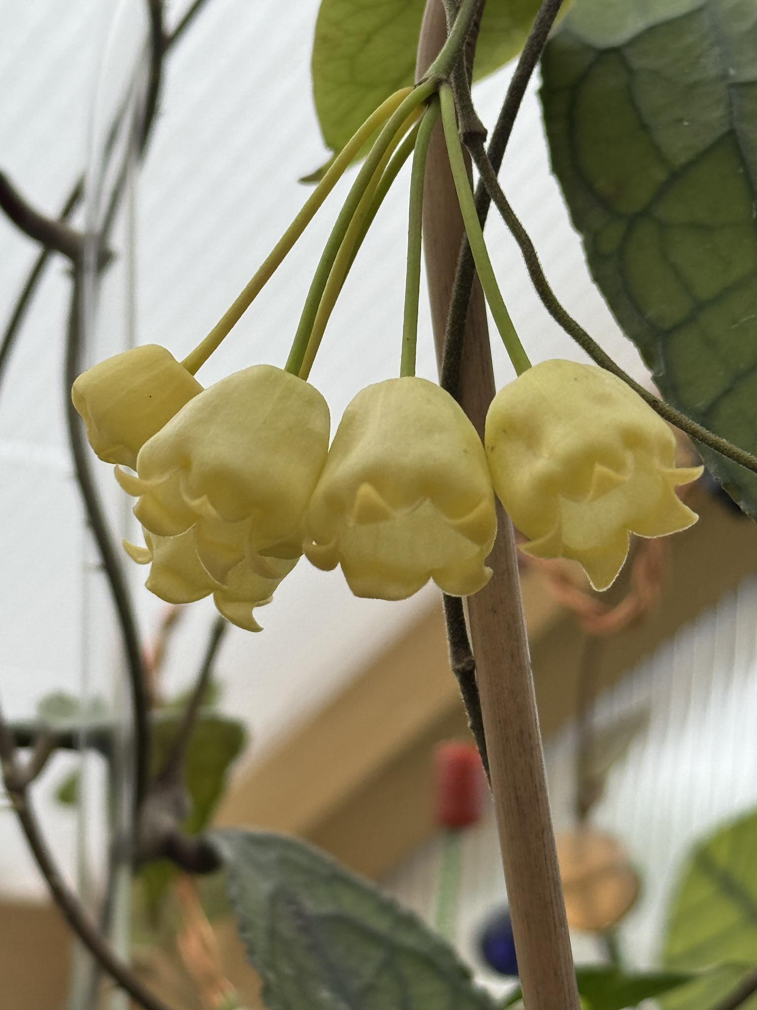 Hoya inflata