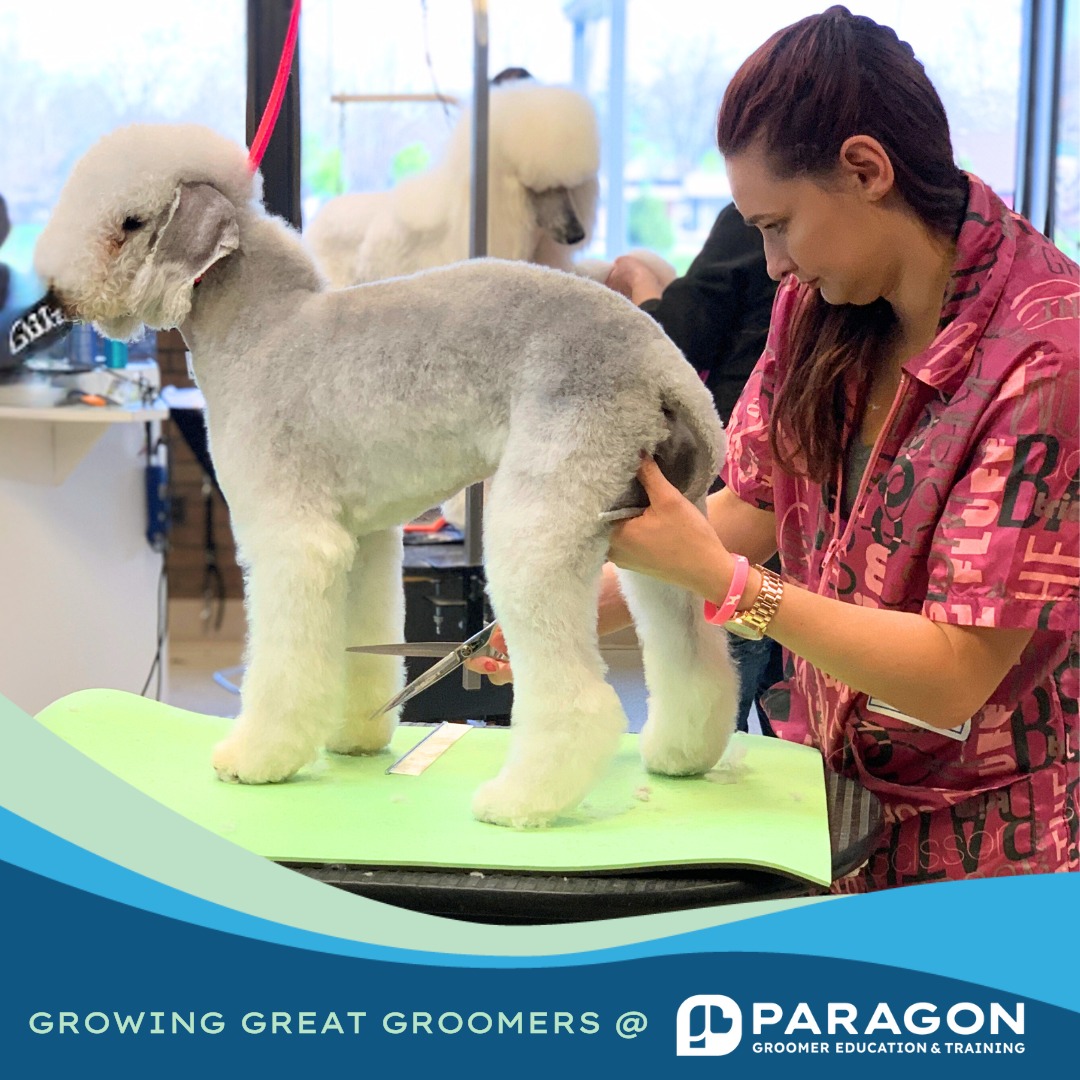 Fresh Look at The Paragon School Of Pet Grooming We Had A Great