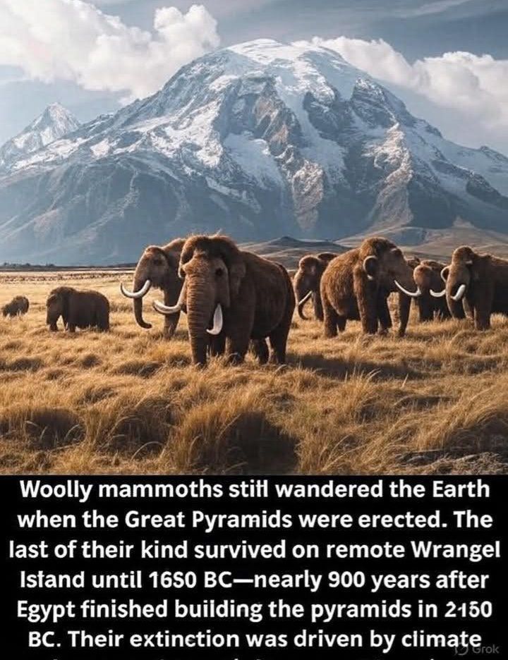 The History - Wild wonders of the past 🐘 ️! Did you know woolly ...