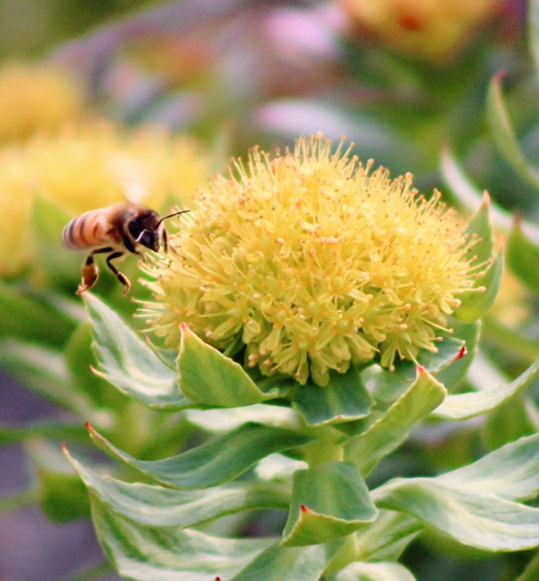 How our family-run Rhodiola farm got started... feel free to ask any ...