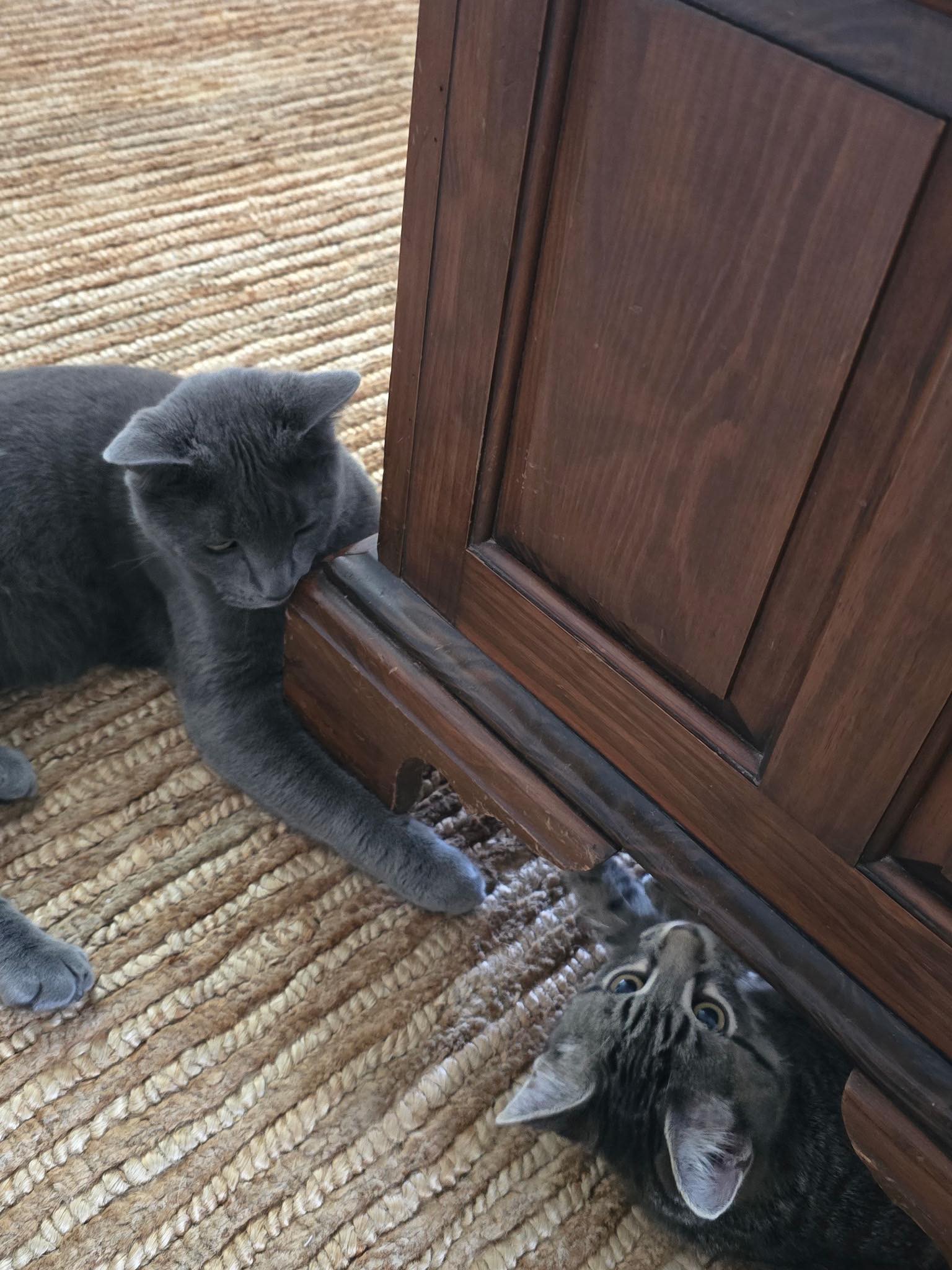 Meraki - PURR-FECT MATCH! Rocket — aka Rocky — has officially found his ...