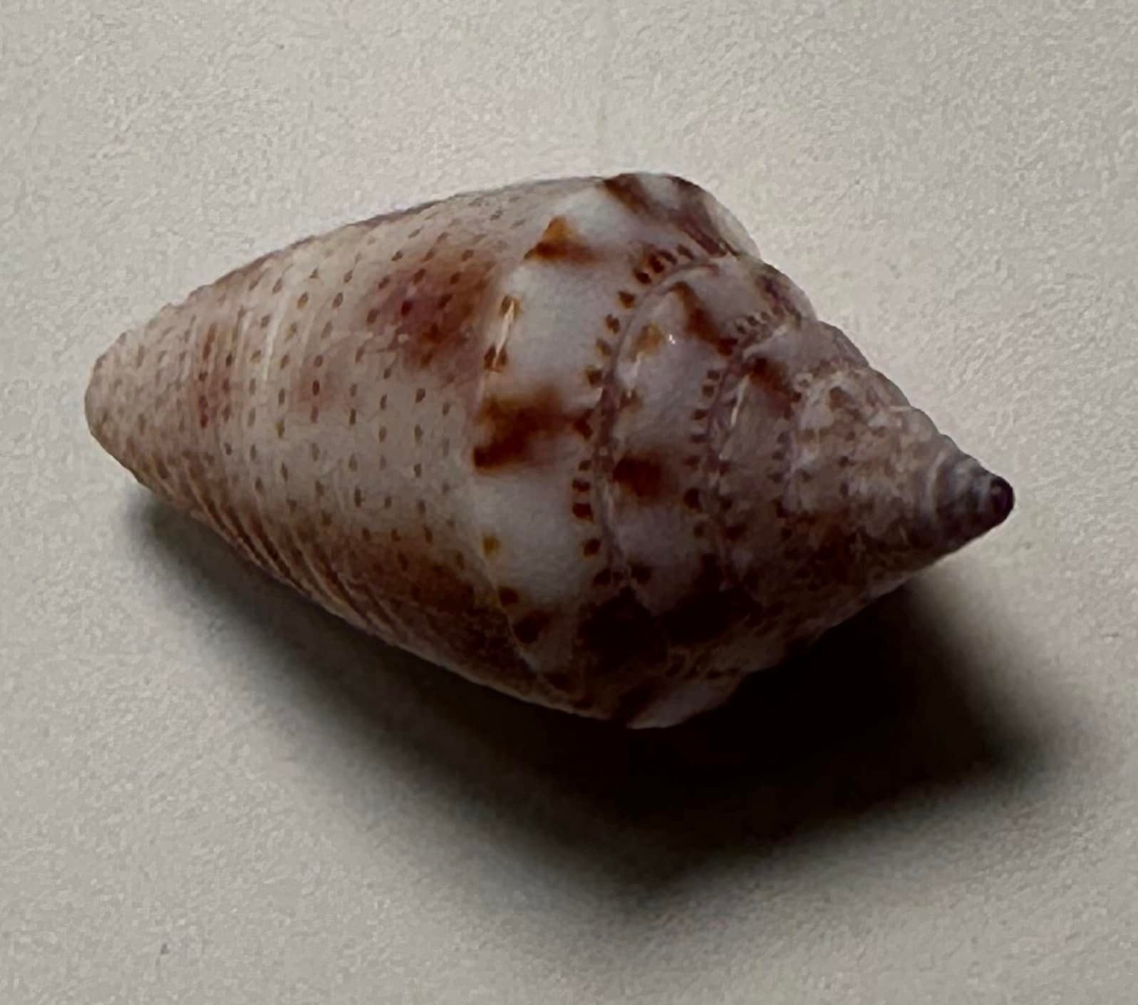 What type of shell is this tiny shell found at Pass-a-grille Beach?