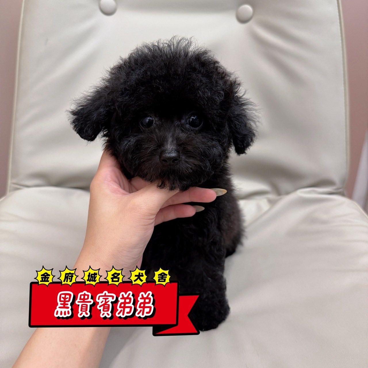 金府城名犬交流 - #瑪爾泰迪 #泰迪熊 #黃金獵犬 #長毛吉娃娃 #奶油法國鬥牛犬 #短毛吉娃娃 #松鼠博美 #柯基犬 #傑克羅素 #玩具 ...