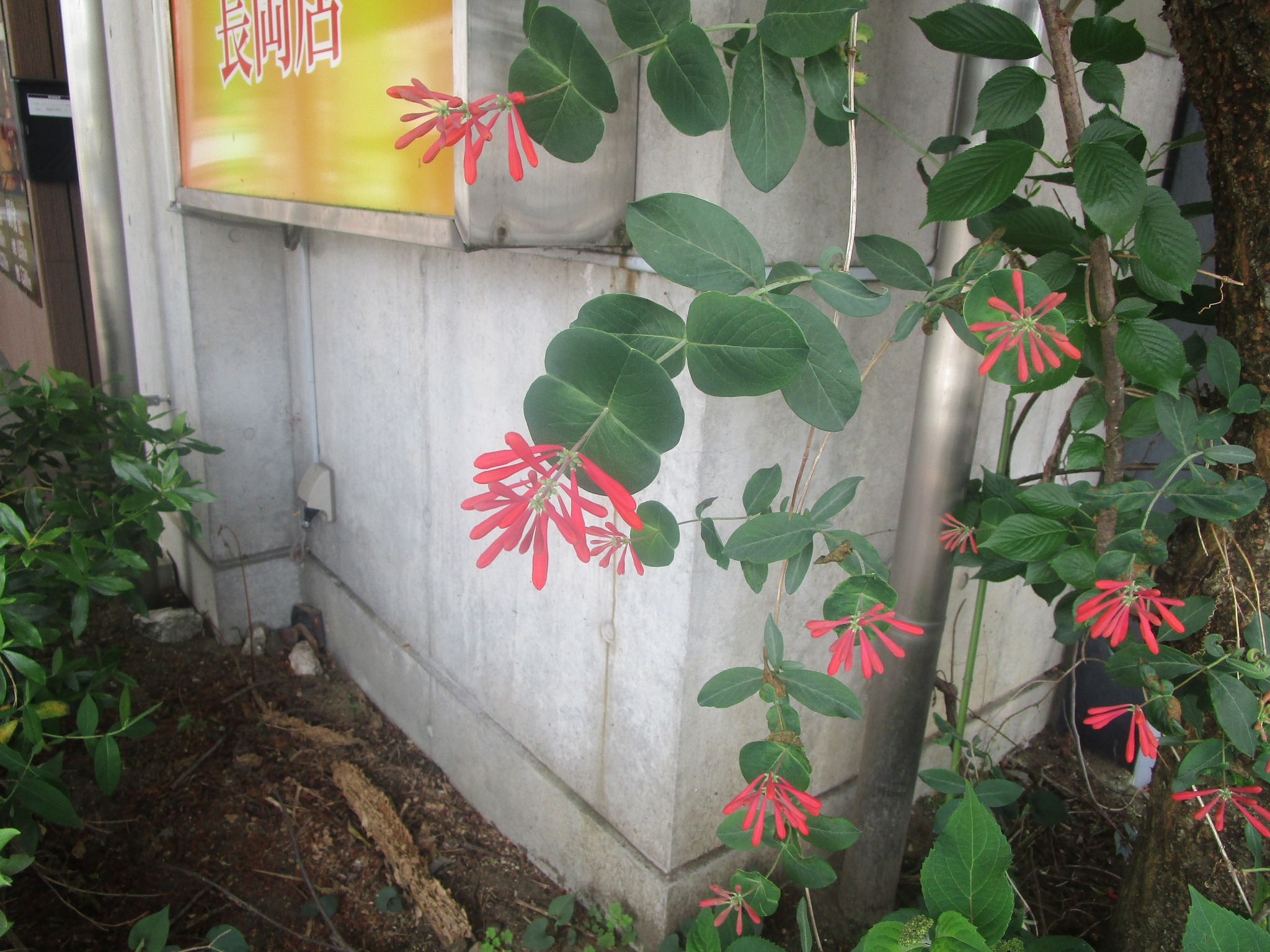 平澤勝