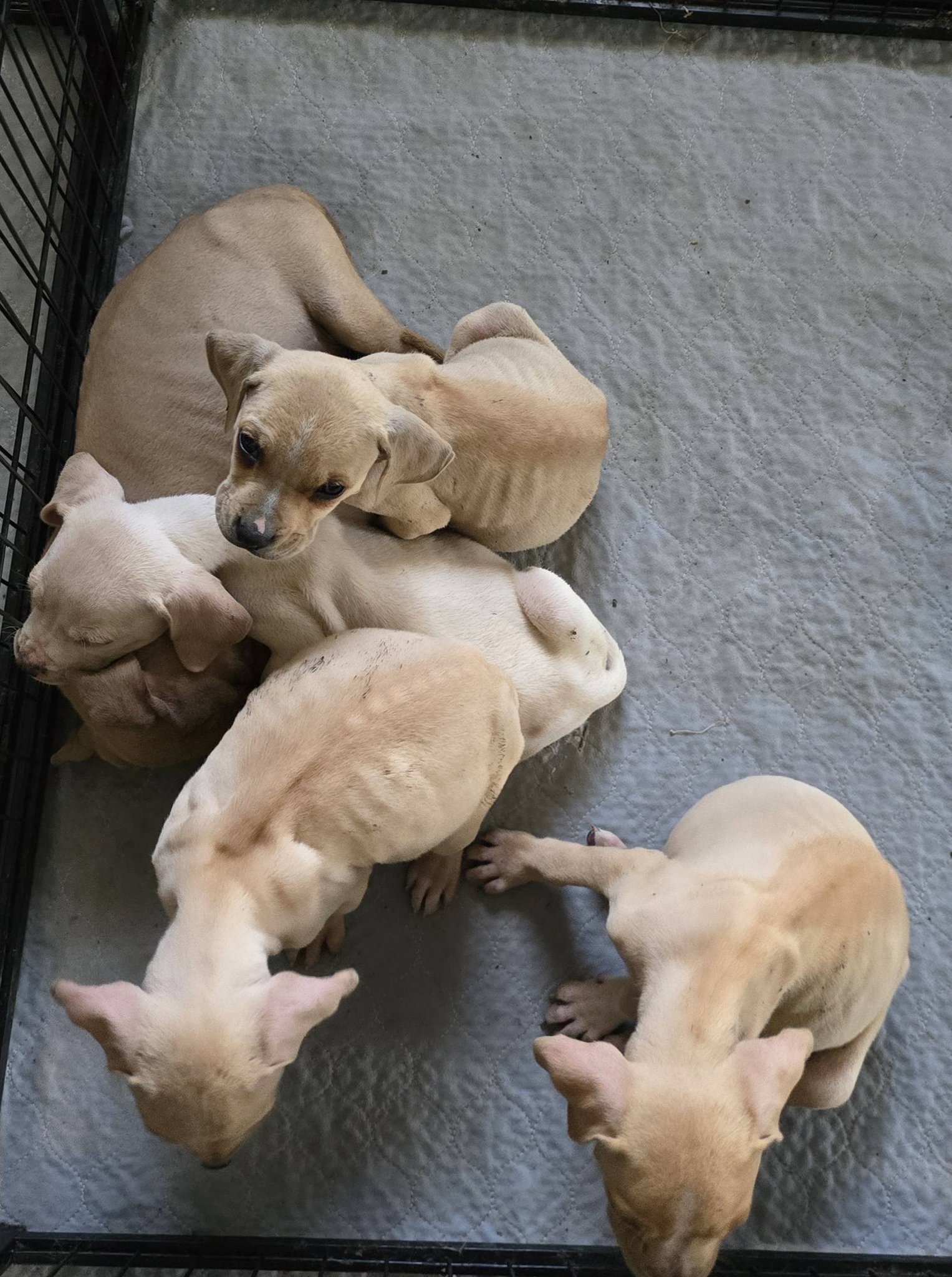 Crumble's name is sweet — but her past is heartbreaking. 💔 This
