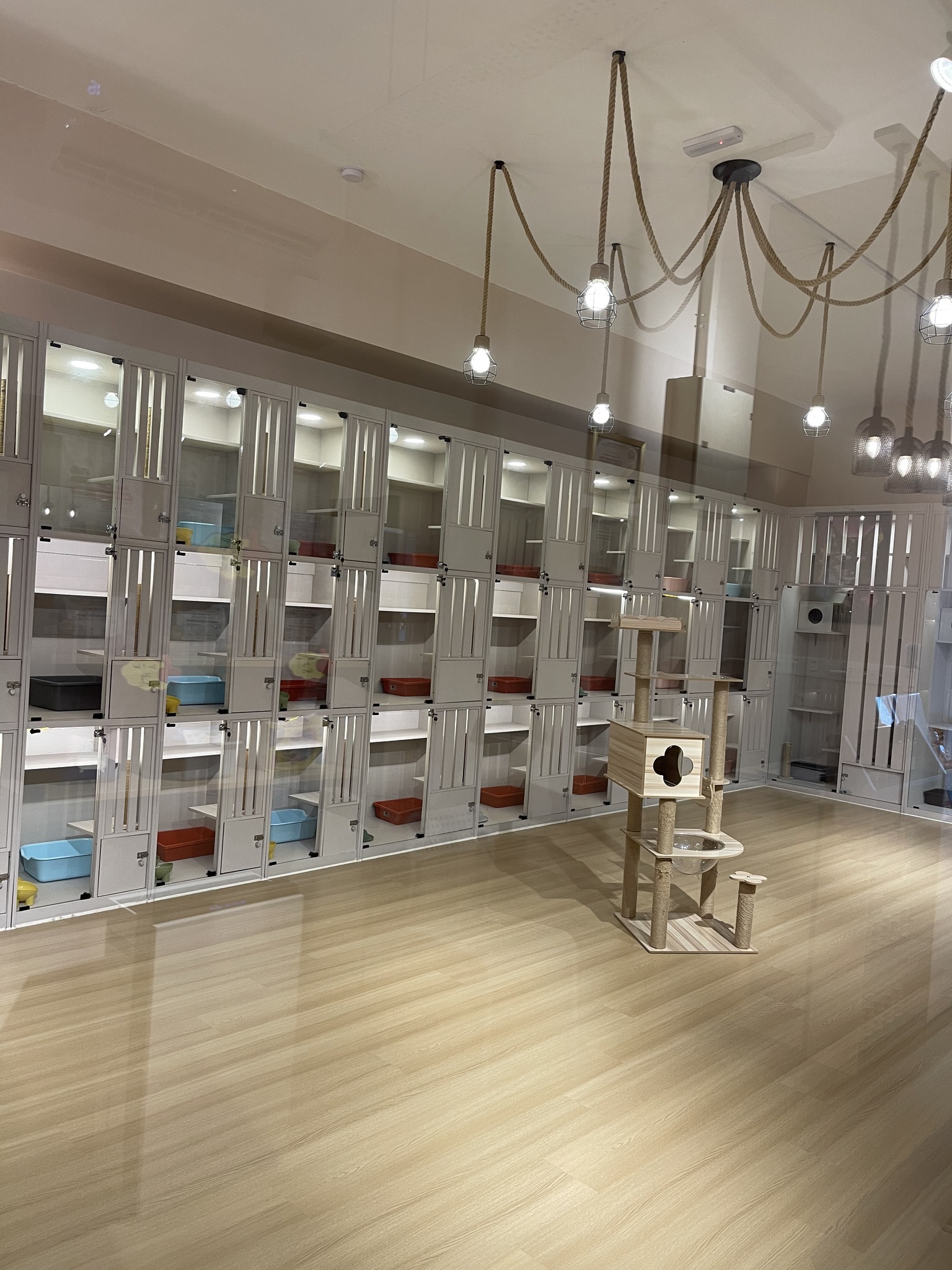Stunning Cat Grooming And Boarding Facilities image