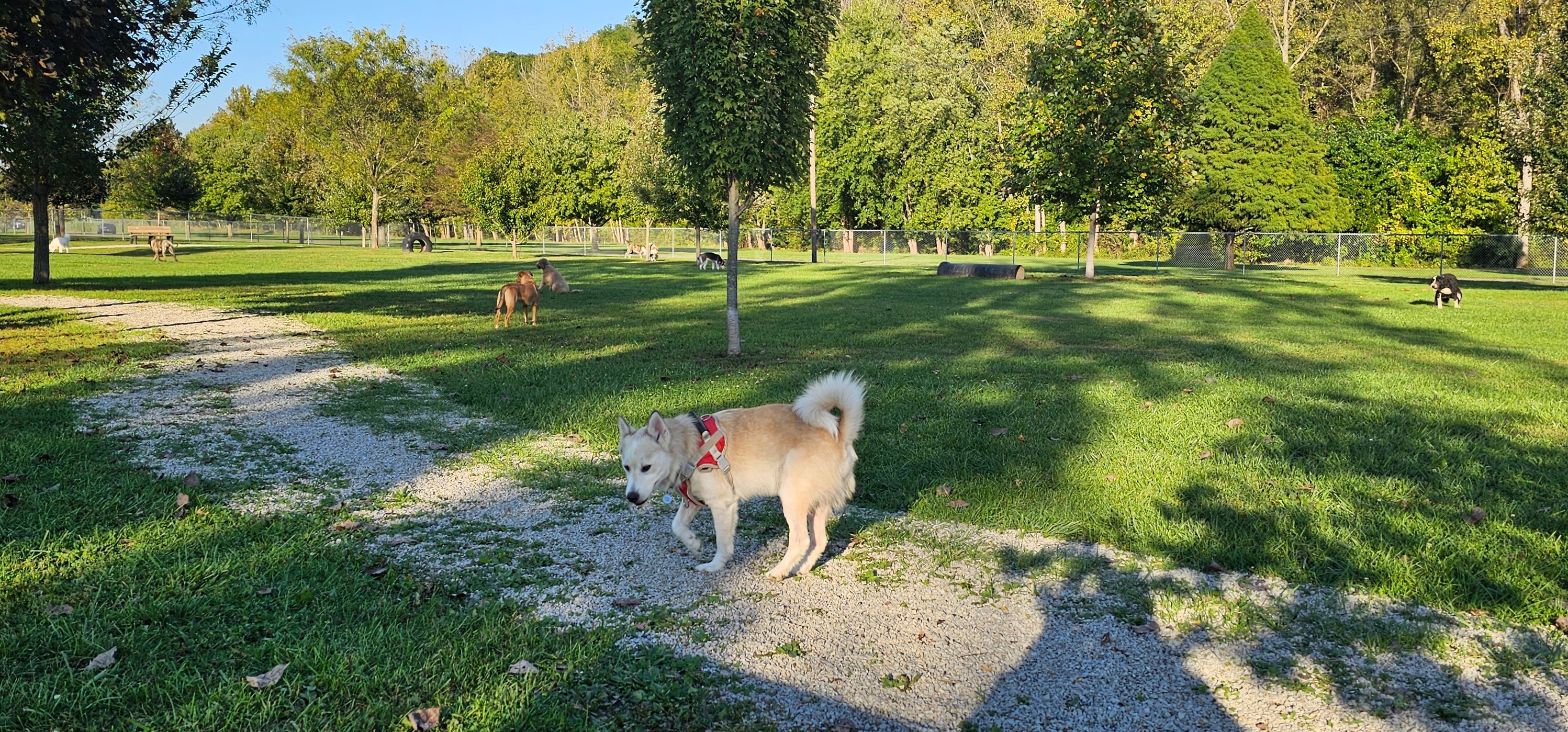 Riverside Puppy Park Rovers