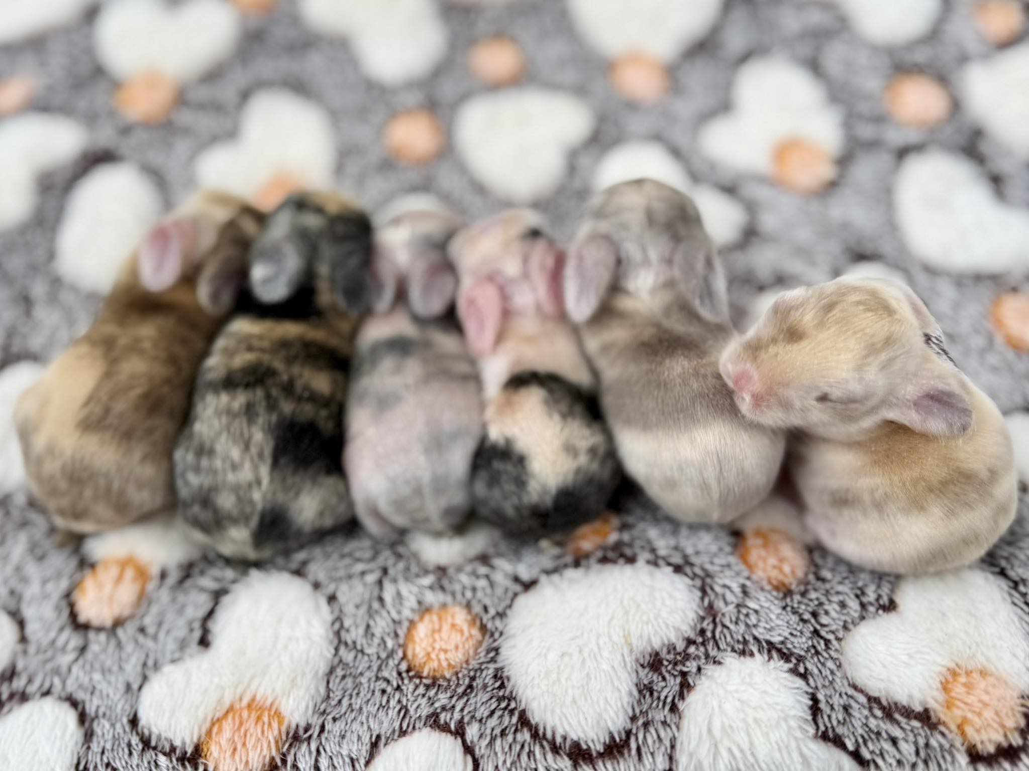 Mountain Brook Rabbitry added a... - Mountain Brook Rabbitry